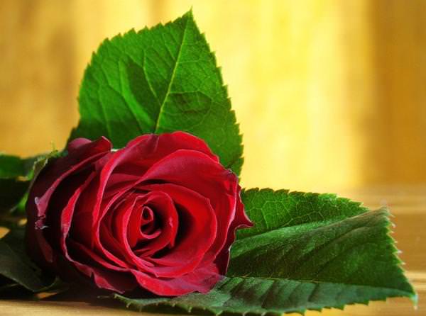 00640a52cd2d2383988d336aec9e2213 Що означають (символізують) червоні троянди – до чого дарують дівчині, жінці один, девять квіток