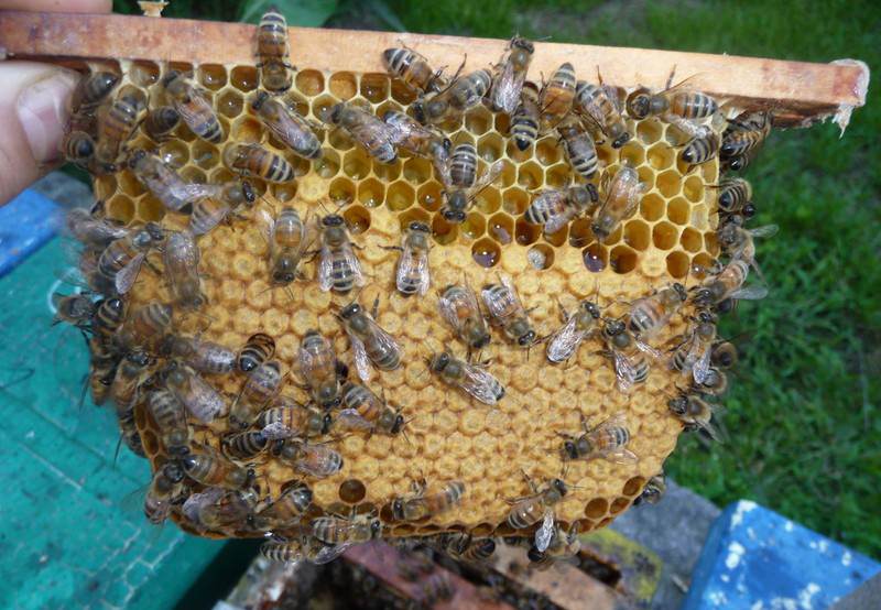0193742a6f05ced642ff7b7d0b516d02 Бджолині стільники, користь та шкоду, як приймати