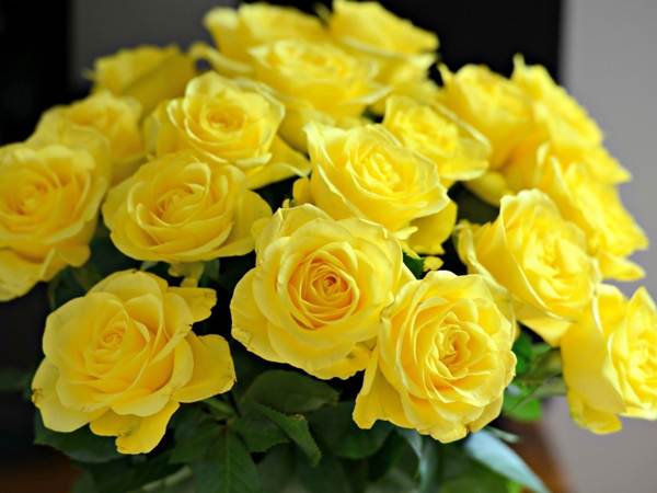 073bb9483dd8a15307b936850efc3c0f Жовті троянди: що означають, до чого дарують дівчині (жінці) – жовто оранжевий, жовто червоний букет