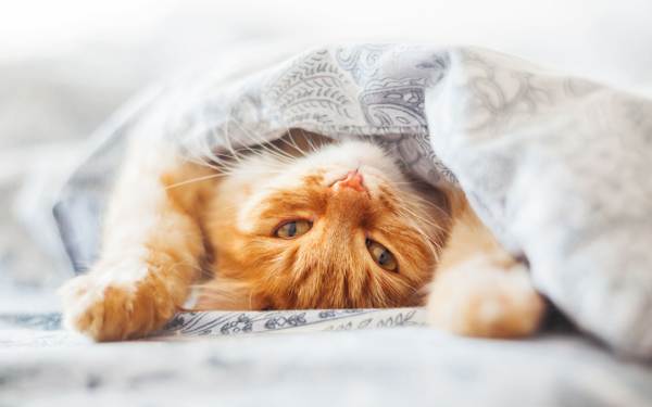0fcfdc7e5771d7f958b0da2164a8b687 Якщо кішка спить у вашому ліжку, що це значить – чому кіт лягає на грудну клітку, живіт, голову господаря: народні прикмети
