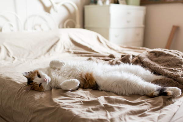 1823a0bfd73767909a7b2741ea0b309e Якщо кішка спить у вашому ліжку, що це значить – чому кіт лягає на грудну клітку, живіт, голову господаря: народні прикмети