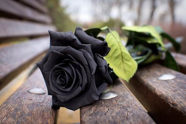 1ac5ab8e85cb68ff6af483c8dce459c1 Що означає, символізує чорна троянда   До чого їх дарують?