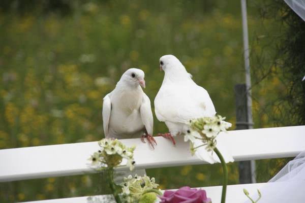 1c89867a7148654a9e381e90f53c64d1 Прикмети про голубів: до чого прилітає білий птах, що очікувати якщо побачили на вулиці, у дворі