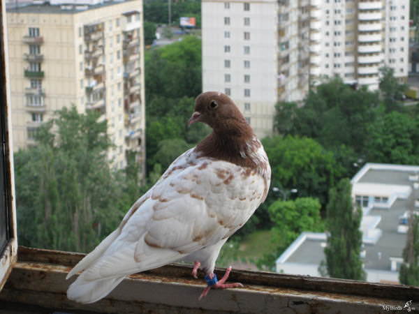 35a5d25e08fb160226c3264e5b357273 Голуб залетів на балкон: прикмета, до чого білі птахи прилітають