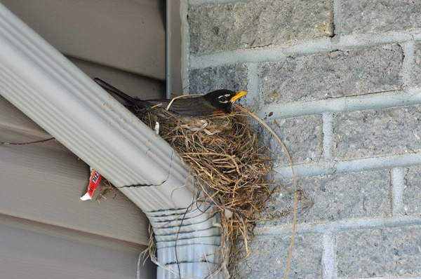 40b66e9f5028fe57c73236f4f04dffb8 Прикмета: птахи звили гніздо на балконі чи під дахом будинку, дачі, ділянки   що очікувати, якщо птенчек впав з гнізда