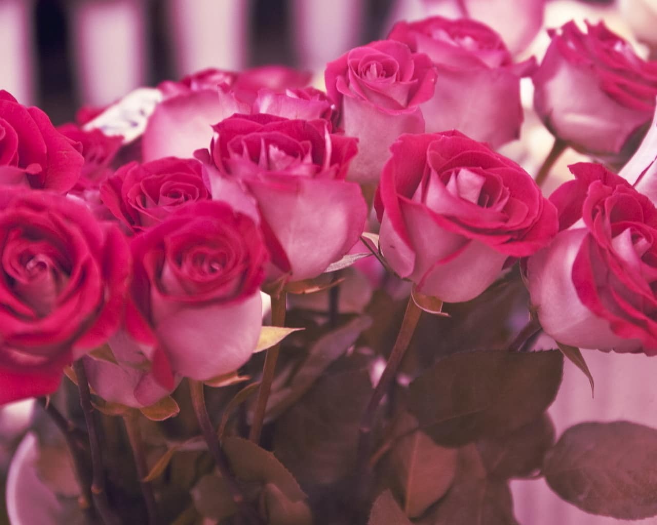 4917f7c39fe98e6f29cb8e1773aa8314 До чого дарують рожеві троянди, що вони означають   значення, символ подарунка для дівчини
