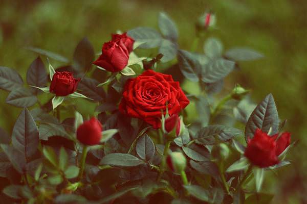 62792d96a4f9d239074284c8e59b75d4 Що означають (символізують) червоні троянди – до чого дарують дівчині, жінці один, девять квіток