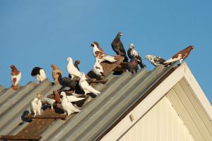 895b4876682566ccb65136d0aceede0f Як позбутися від голубів на балконі: відлякувачі, хімічні засоби
