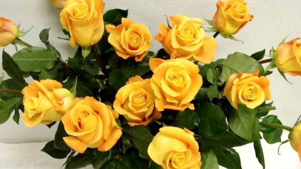 a677cc73d7fbccf3d7326ea6d0ba0568 Жовті троянди: що означають, до чого дарують дівчині (жінці) – жовто оранжевий, жовто червоний букет