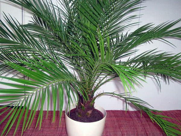 b0dd79de0f7250f05c0a7b634cca9c35 Пальма в будинку: прикмети і забобони – можна тримати дім сум рослина