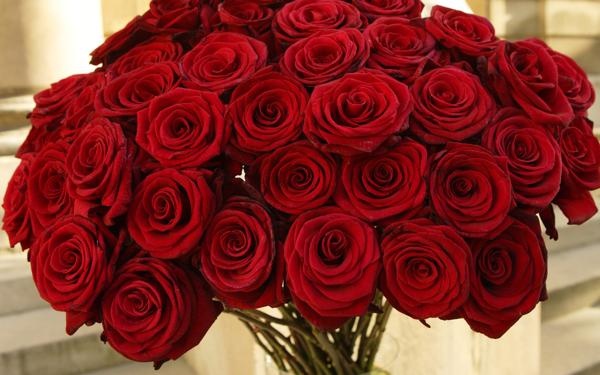 b8adb5be1848dd68e6156ccf765263cb Що означають (символізують) червоні троянди – до чого дарують дівчині, жінці один, девять квіток