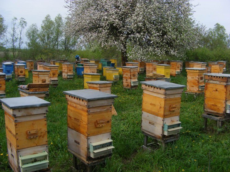 bc84344e0bd0f76bd04fca369d987d6b Норми і правила утримання бджіл