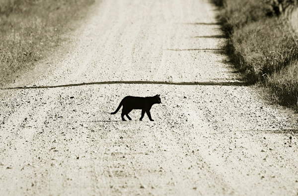 c0ba4464c9680daac66b260e1581dc21 Прикмета: чорна кішка перейшла або перебігла дорогу справа наліво перед машиною   що робити?