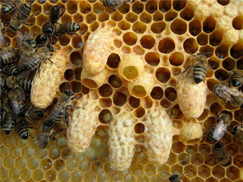 c518558daeb043f69a87c82e87f6e2cc Маточники бджіл: свищева і ройові, як будується