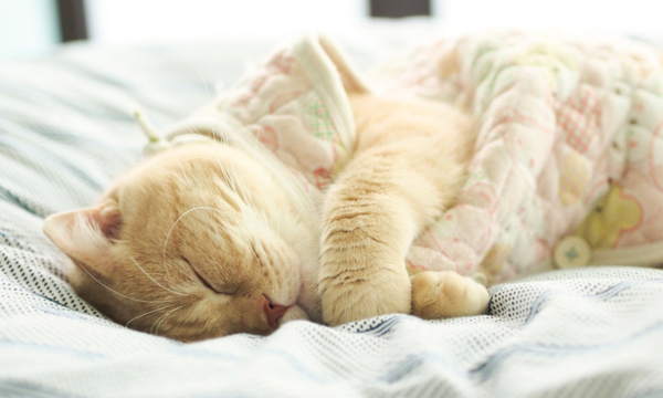 c8785b3aa0395c52f31d62844ef5c1d5 Якщо кішка спить у вашому ліжку, що це значить – чому кіт лягає на грудну клітку, живіт, голову господаря: народні прикмети