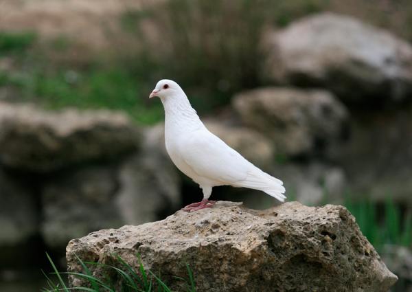 d46981c7019335aad229e105ee308d1f Прикмети про голубів: до чого прилітає білий птах, що очікувати якщо побачили на вулиці, у дворі