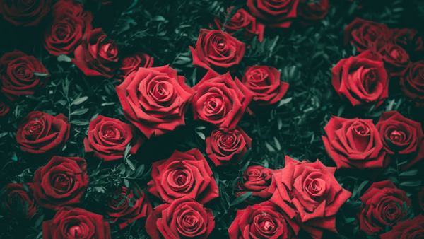 ff6e1b1c4d5d41f60760968f7e883e9e Що означають (символізують) червоні троянди – до чого дарують дівчині, жінці один, девять квіток
