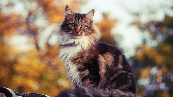 ff736586c06e44f85088aa961e0923bb Триколірна кішка в домі: прикмети, повіря та забобони