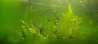 kak izbavitsya ot zelenogo naleta v akvariume112 Як позбутися від зеленого нальоту в акваріумі