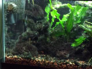 kak izbavitsya ot zelenogo naleta v akvariume114 Як позбутися від зеленого нальоту в акваріумі