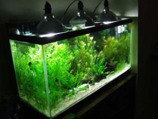 kak izbavitsya ot zelenogo naleta v akvariume116 Як позбутися від зеленого нальоту в акваріумі