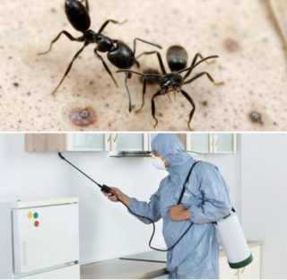 obrabotka ot muravev: unichtozhenie v kvartire218 Обробка від мурах: знищення в квартирі