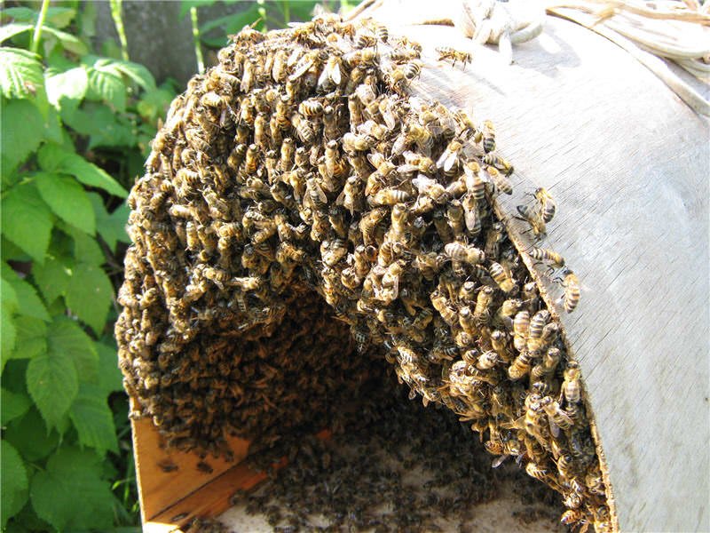 2942fcf9cb94320534158541380ee248 Роїння бджіл. Природний процес або проблема бджоляра?