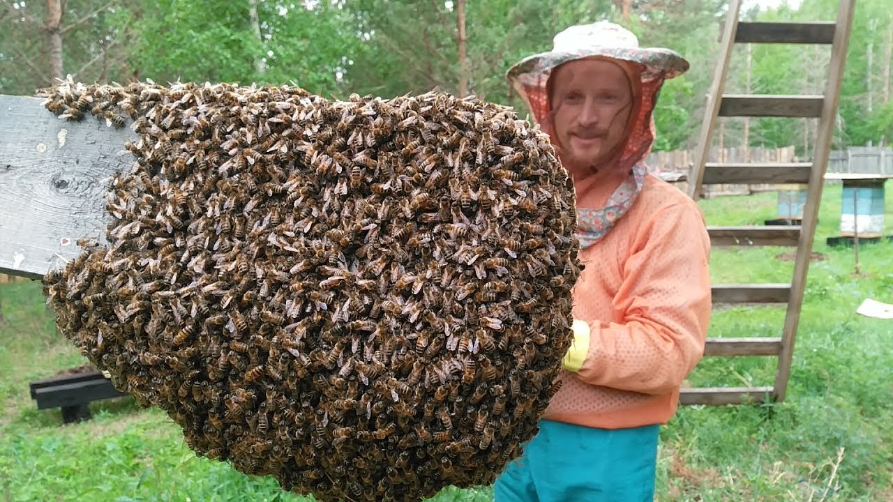 9841a920b945d711e6e68fcdbdcdd065 Роїння бджіл. Природний процес або проблема бджоляра?