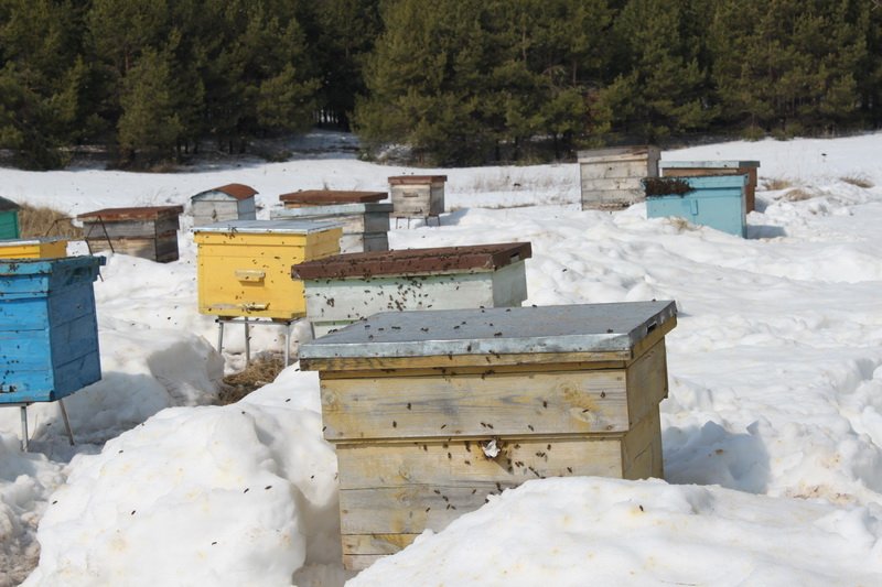 a8557906d90cbbd8ee0e2fbdd3007387 Як організувати зимівлю бджіл?