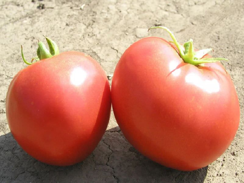 0326b3539e10543f4b15ff62fc350ca5 Які помідори (томати) найурожайніші для відкритого грунту?