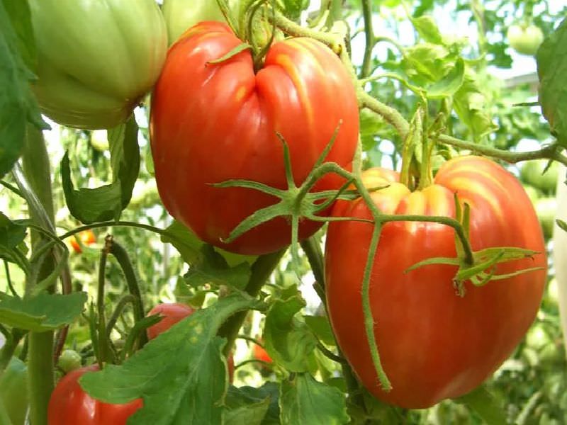 0f77513bf5bf609a9a6002ba1e00b7d8 Які помідори (томати) найурожайніші для відкритого грунту?