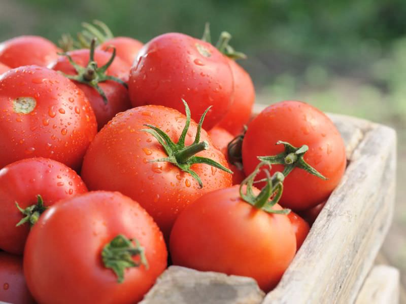 17de70b4c0cd3cd8e19ecce0dd42295a Які помідори (томати) найурожайніші для відкритого грунту?