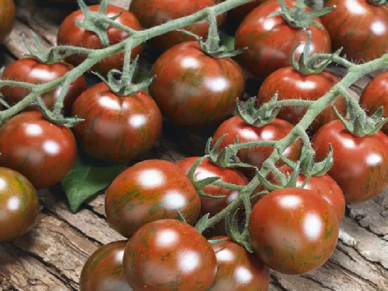 18960b22f6e2ed0bc751d00a06b65f95 Які помідори (томати) найурожайніші для відкритого грунту?