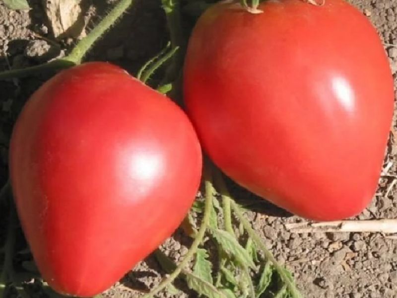 25476809e04b74fad7646f55d4d6b924 Які помідори (томати) найурожайніші для відкритого грунту?