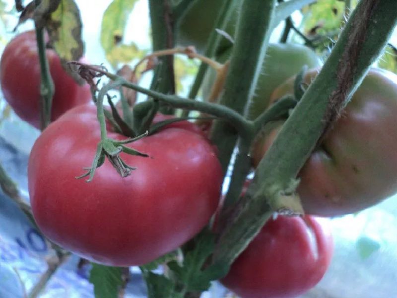 2e4157de281d318c70e754dcb5444a9c Які помідори (томати) найурожайніші для відкритого грунту?