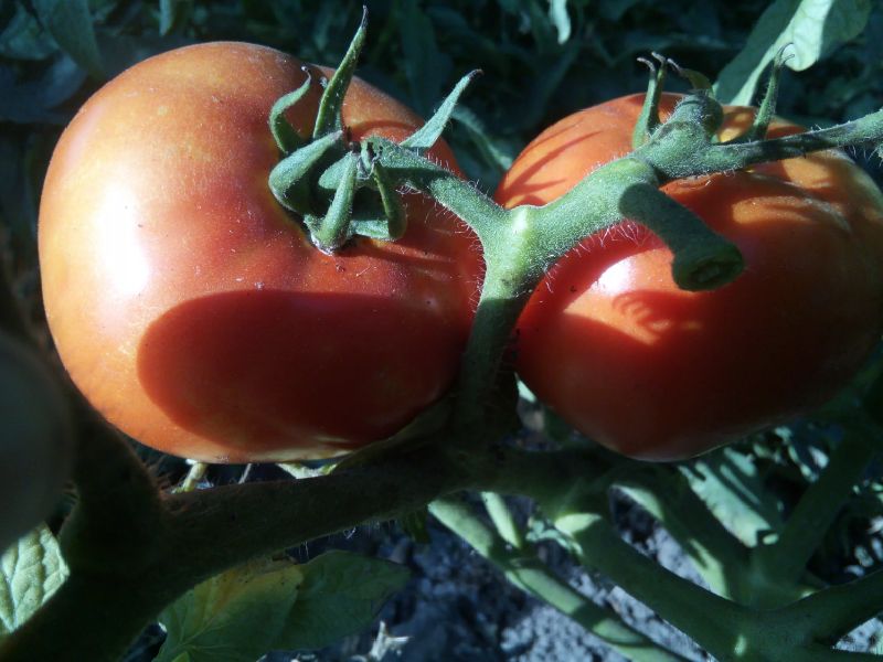 3d6200cae8b4a794b5814b69484a2001 Які помідори (томати) найурожайніші для відкритого грунту?