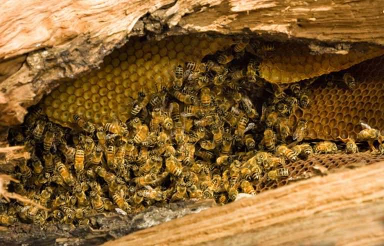  Де мешкають дикі бджоли, і які бувають види