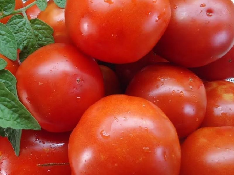 4ab35ecbe01394f3750a8fe07a751b3f Які помідори (томати) найурожайніші для відкритого грунту?