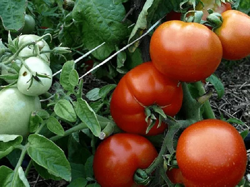 4e983463a113eacff114a4f136704f03 Які помідори (томати) найурожайніші для відкритого грунту?
