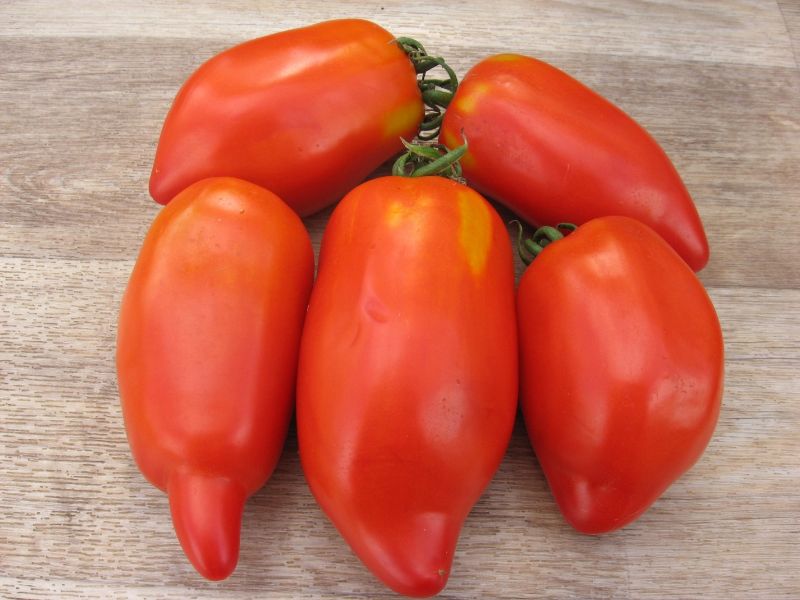 50993a11f5d906a024c882011063e80f Які помідори (томати) найурожайніші для відкритого грунту?