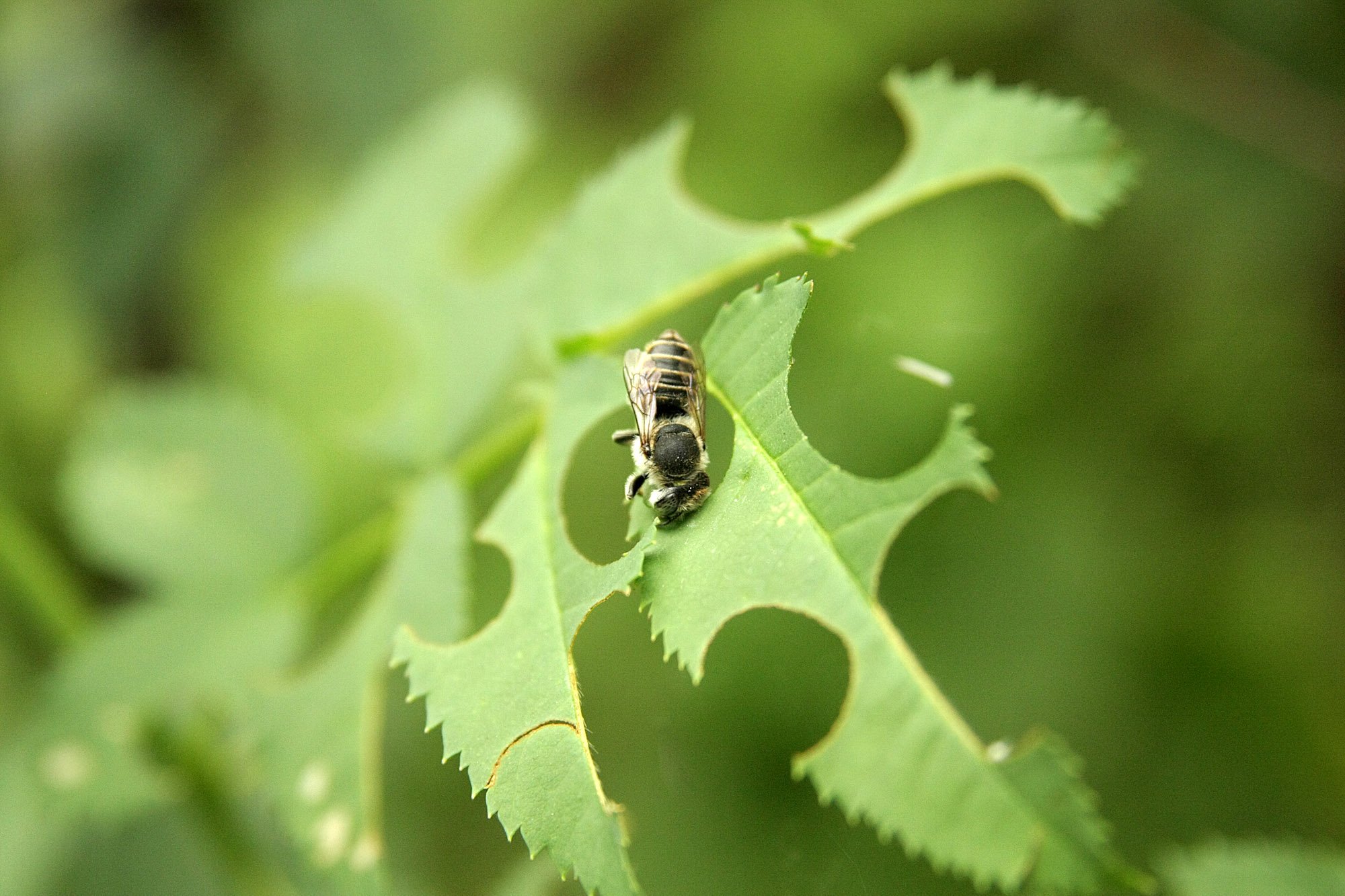51b61645be09f44bd93f18db1ce63beb Бджола листорез — тупикова гілка еволюції бджіл чи все таки цінний вид?