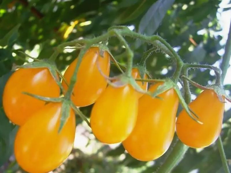 52489e1bc9fb8c87e85b73818b2eecbf Які помідори (томати) найурожайніші для відкритого грунту?