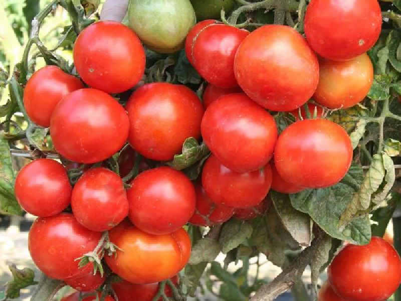5f375bb201d02a6ca00d9c4e22aa4dbd Які помідори (томати) найурожайніші для відкритого грунту?