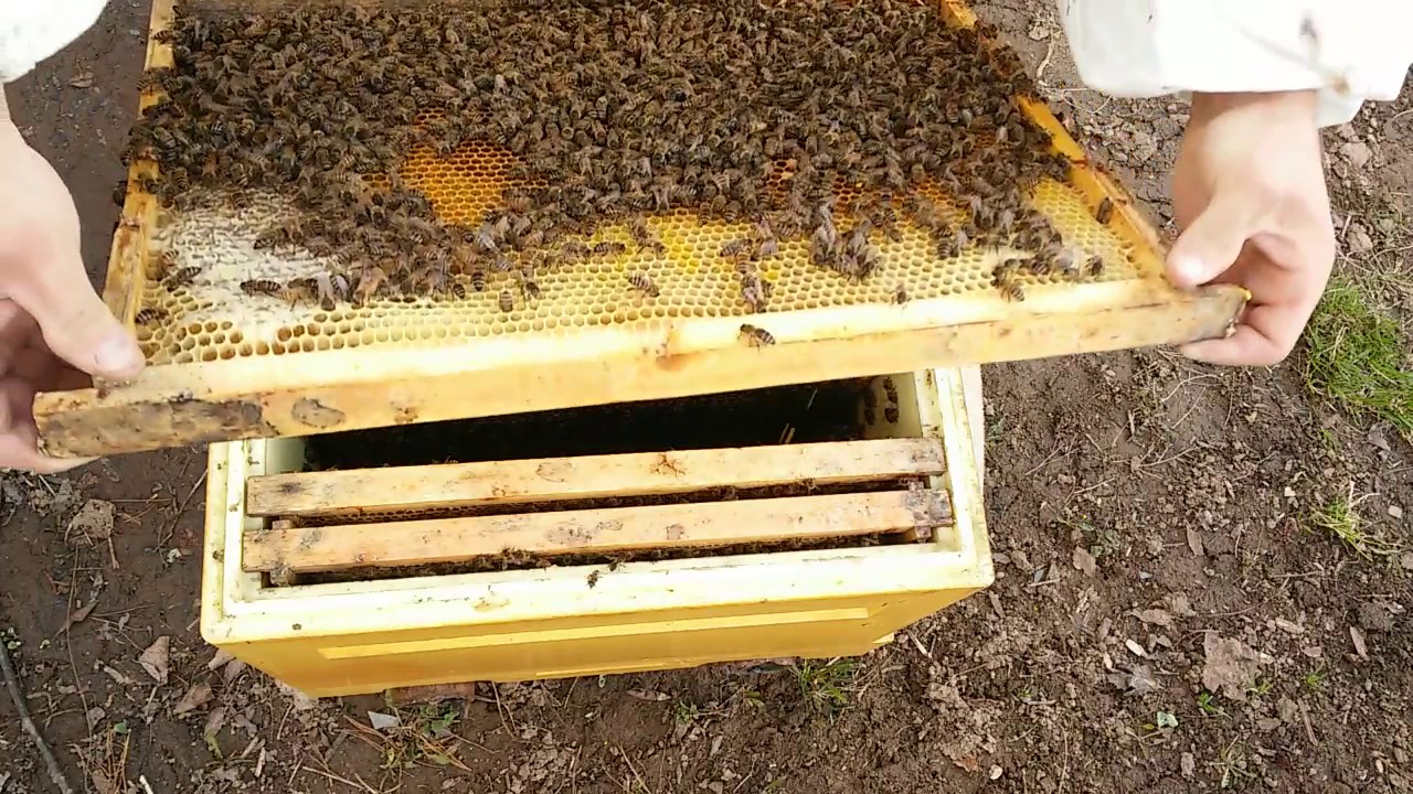 70cbb69c7270943c137e7f19acd9c4dd Утримання бджіл у вуликах на рамку 145