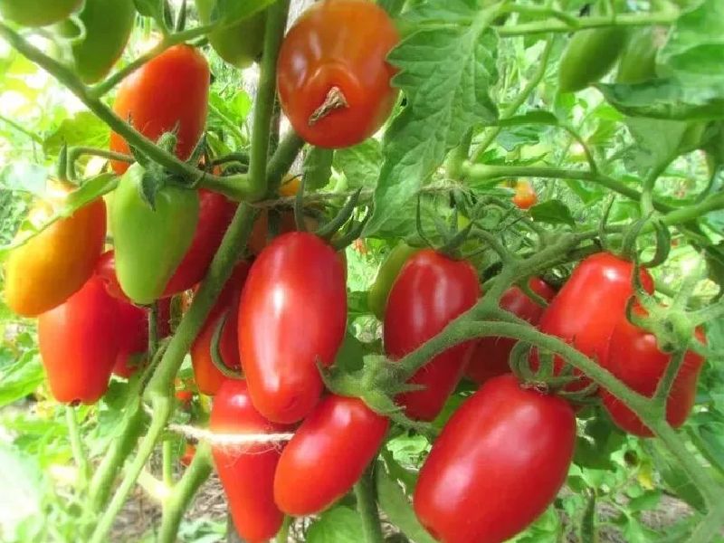 7245795e396c94f6a2018ab711863439 Які помідори (томати) найурожайніші для відкритого грунту?