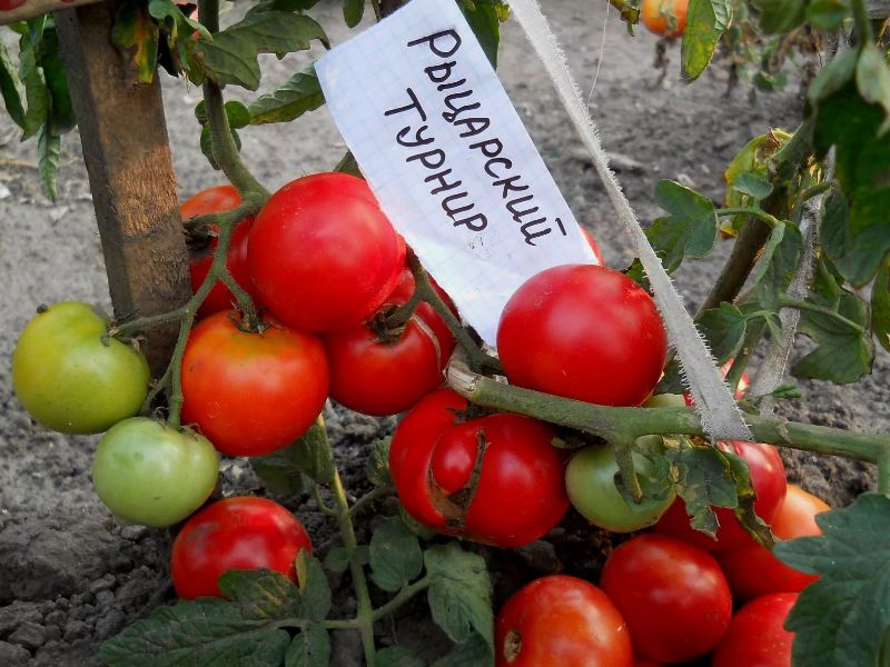7b44e992ab5710ab6024bef267ae8c8d Які помідори (томати) найурожайніші для відкритого грунту?