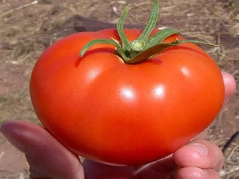 8ac7f193868b0d5fbd98ab96ee554432 Які помідори (томати) найурожайніші для відкритого грунту?