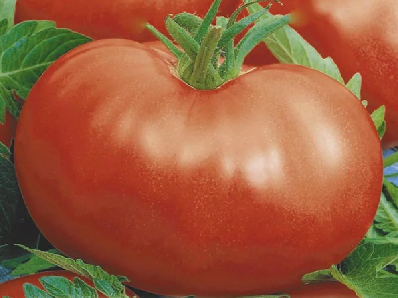 9494f94694b7afe4250e13be2e601aea Які помідори (томати) найурожайніші для відкритого грунту?