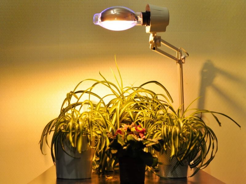 9c3b0d9d1ea47ac19ddd9728b715b629 Лампа для кімнатних квітів: підсвічування в квартирі, додаткове освітлення своїми руками, світлодіодні і люмінесцентні лампи