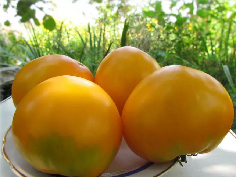 a546e554f1f0cdb3508ee506ccf349c2 Які помідори (томати) найурожайніші для відкритого грунту?